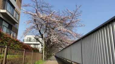 Japonya 'da kiraz çiçekleri, Tokyo