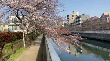 Japonya 'da kiraz çiçekleri, Tokyo