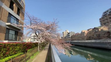 Japonya 'da kiraz çiçekleri, Tokyo