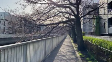 Japonya 'da kiraz çiçekleri, Tokyo