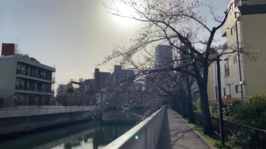 Japonya 'da kiraz çiçekleri, Tokyo