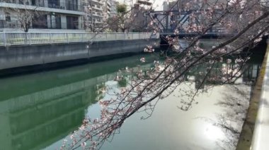 Japonya 'da kiraz çiçekleri, Tokyo