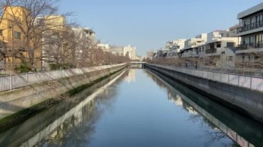 Japonya 'da kiraz çiçekleri, Tokyo