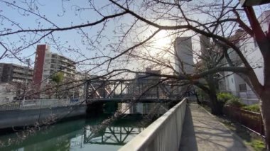 Japonya 'da kiraz çiçekleri, Tokyo