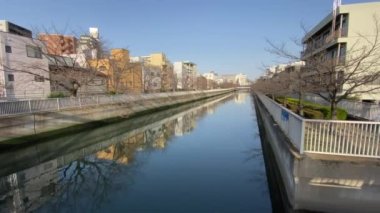 Japonya 'da kiraz çiçekleri, Tokyo