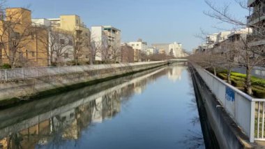 Japonya 'da kiraz çiçekleri, Tokyo