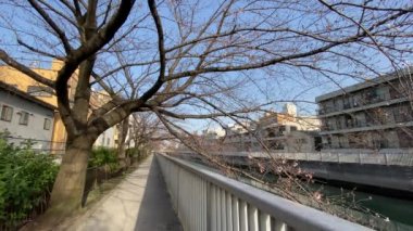 Japonya 'da kiraz çiçekleri, Tokyo