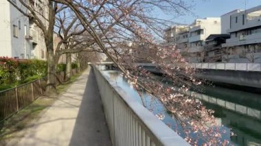 Japonya 'da kiraz çiçekleri, Tokyo