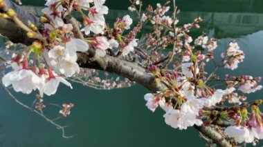 Japonya 'da kiraz çiçekleri, Tokyo