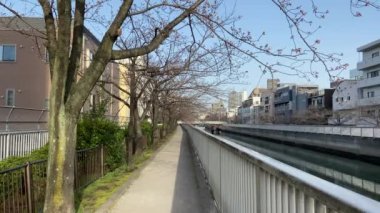 Japonya 'da kiraz çiçekleri, Tokyo