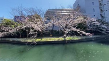 Japonya 'da kiraz çiçekleri, Tokyo