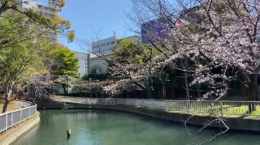 Japonya 'da kiraz çiçekleri, Tokyo