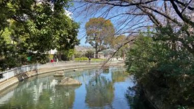 Japonya 'da kiraz çiçekleri, Tokyo