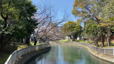 Japonya 'da kiraz çiçekleri, Tokyo