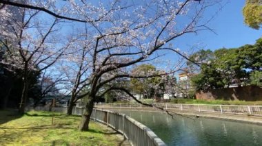 Japonya 'da kiraz çiçekleri, Tokyo