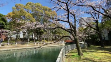Japonya 'da kiraz çiçekleri, Tokyo