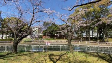 Japonya 'da kiraz çiçekleri, Tokyo