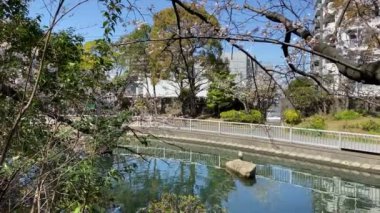 Japonya 'da kiraz çiçekleri, Tokyo