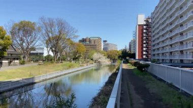 Japonya 'da kiraz çiçekleri, Tokyo