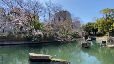 Japonya 'da kiraz çiçekleri, Tokyo