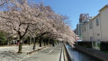 Japonya 'da kiraz çiçekleri, Tokyo