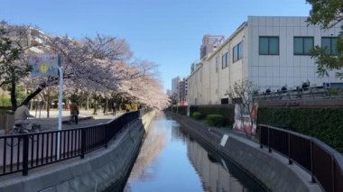 Japonya 'da kiraz çiçekleri, Tokyo