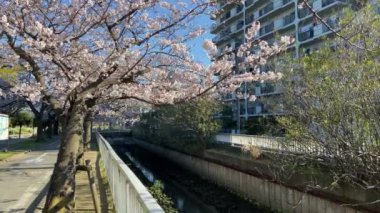 Japonya 'da kiraz çiçekleri, Tokyo