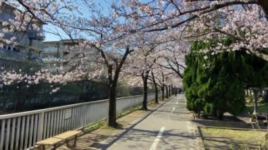 Japonya 'da kiraz çiçekleri, Tokyo