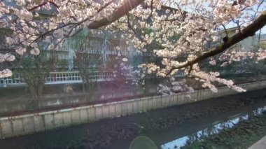 Japonya 'da kiraz çiçekleri, Tokyo