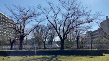 Japonya 'da kiraz çiçekleri, Tokyo