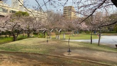 Japonya 'da kiraz çiçekleri, Tokyo