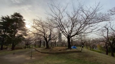 Japonya 'da kiraz çiçekleri, Tokyo