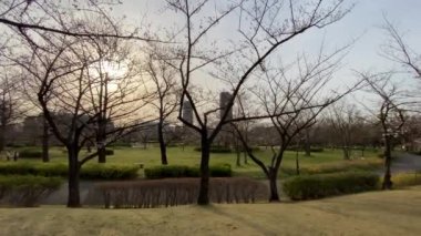 Japonya 'da kiraz çiçekleri, Tokyo