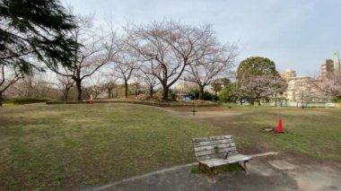 Japonya 'da kiraz çiçekleri, Tokyo