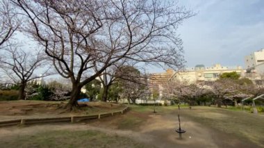 Japonya 'da kiraz çiçekleri, Tokyo