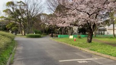 Japonya 'da kiraz çiçekleri, Tokyo