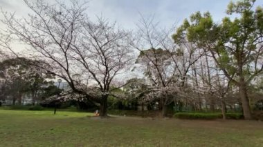 Japonya 'da kiraz çiçekleri, Tokyo