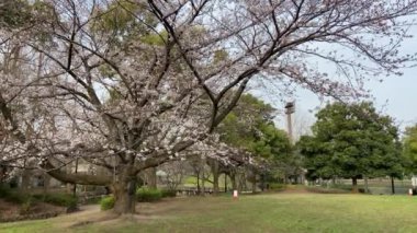 Japonya 'da kiraz çiçekleri, Tokyo