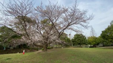 Japonya 'da kiraz çiçekleri, Tokyo