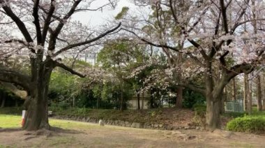 Japonya 'da kiraz çiçekleri, Tokyo