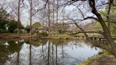 Japonya 'da kiraz çiçekleri, Tokyo