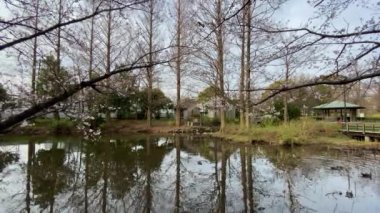 Japonya 'da kiraz çiçekleri, Tokyo