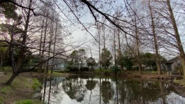 Japonya 'da kiraz çiçekleri, Tokyo