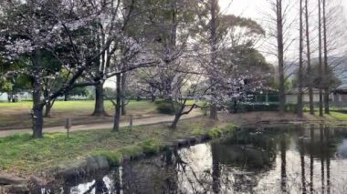 Japonya 'da kiraz çiçekleri, Tokyo