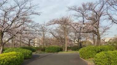 Japonya 'da kiraz çiçekleri, Tokyo