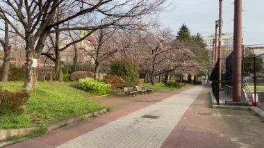 Japonya 'da kiraz çiçekleri, Tokyo