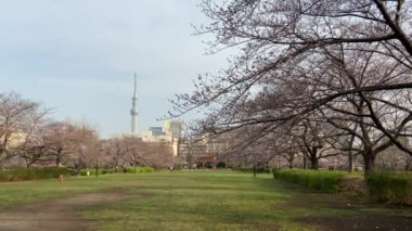 Japonya 'da kiraz çiçekleri, Tokyo