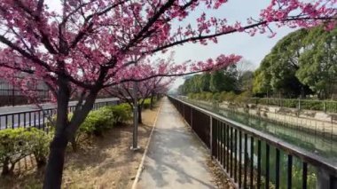 Japonya 'da kiraz çiçekleri, Tokyo