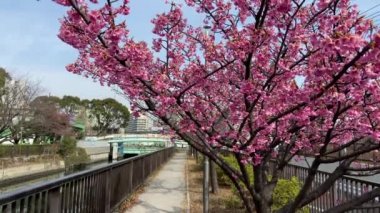 Japonya 'da kiraz çiçekleri, Tokyo