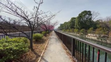 Japonya 'da kiraz çiçekleri, Tokyo